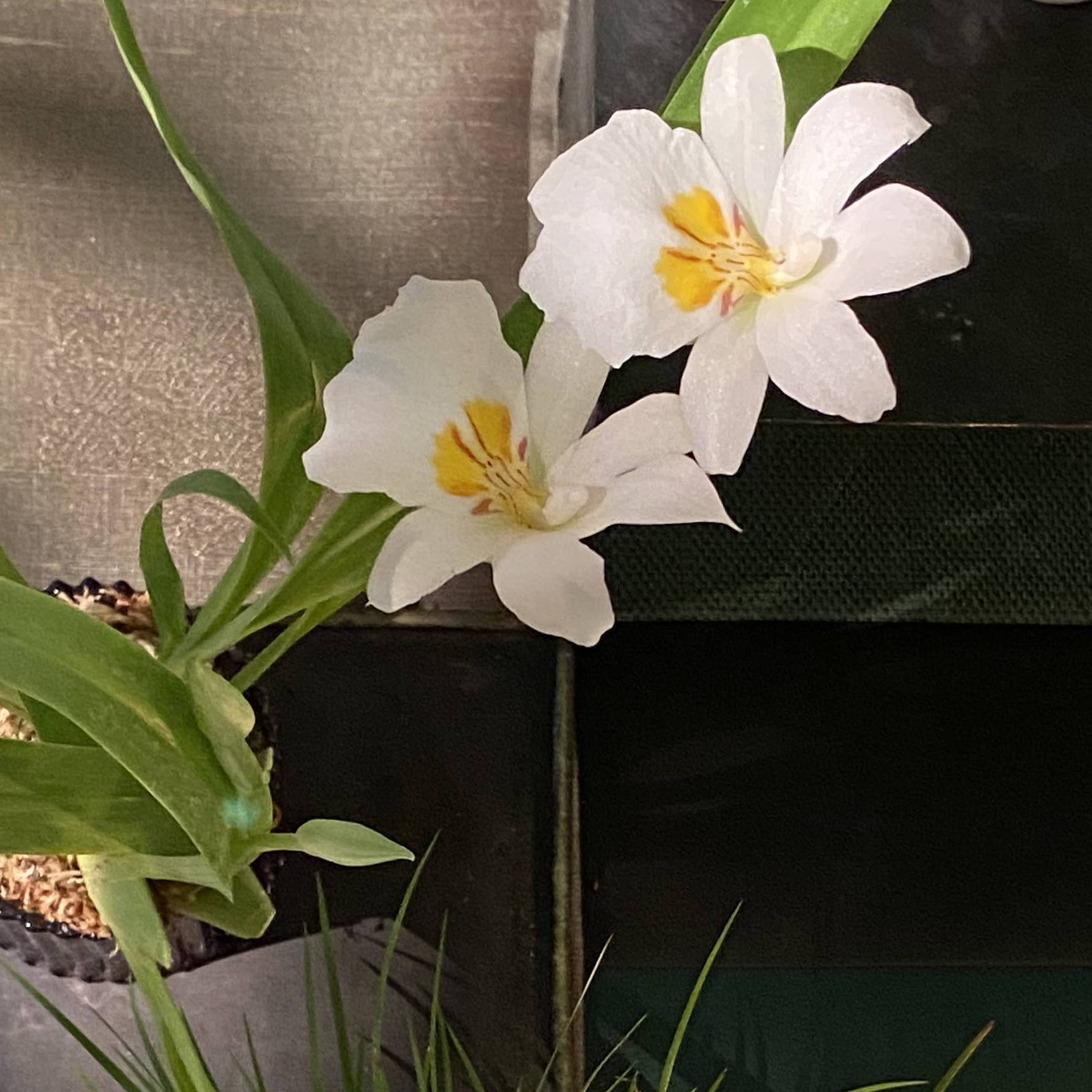 2021 一月茶會